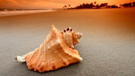 Seashell Serenity at Sunset Beach wallpaper