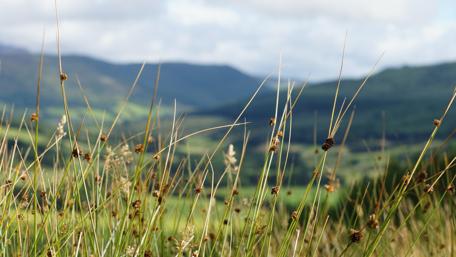 Blurry Grassy Landscape in Nature's Serenity wallpaper