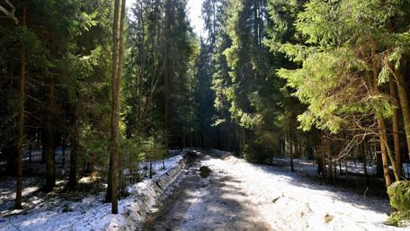 Serene Forest Pathway Awaits Exploration wallpaper