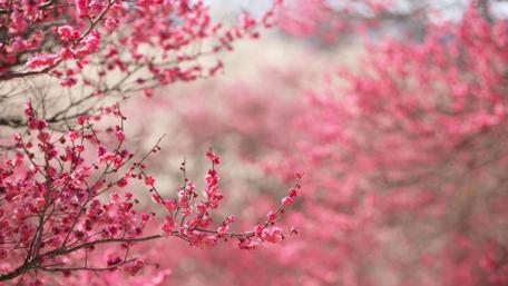 Flowing Pink Blossoms in Springtime Bliss wallpaper