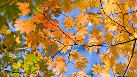 Autumn Leaves Under a Bright Sky wallpaper