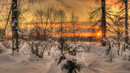 Winter Sunset Serenity in a Snowy Forest wallpaper