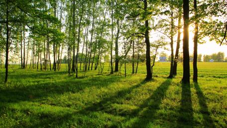 Vibrant Forest Sunlight Illuminating Tranquil Fields wallpaper