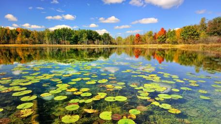 Tranquil Lake Reflections in Nature's Embrace wallpaper
