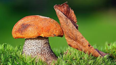 Nature's Macro Beauty Mushrooms and Leaves wallpaper
