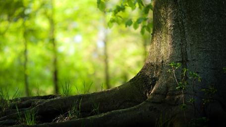 Majestic Tree Roots in a Blurred Forest Scene wallpaper