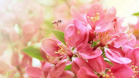 Beautiful Blossoms with a Busy Bee Flying Nearby wallpaper