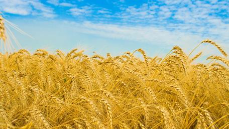 Golden Waves of Wheat Under a Blue Sky wallpaper