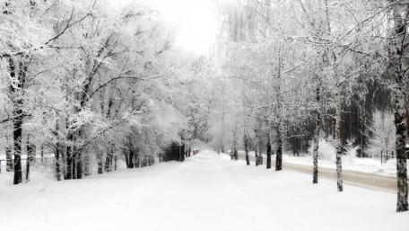 Serene Winter Wonderland Pathway wallpaper