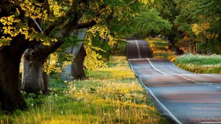 Serene Road Through Verdant Trees wallpaper
