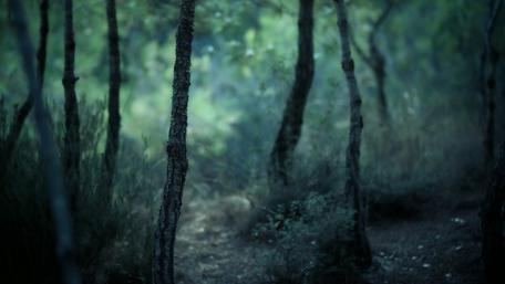 Mystical Twilight Forest Depths wallpaper