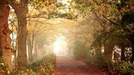Autumn Serenity on the Tree-Lined Pathway wallpaper