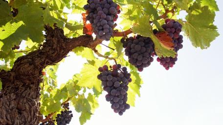 Vibrant Grapes Hanging from a Vine wallpaper