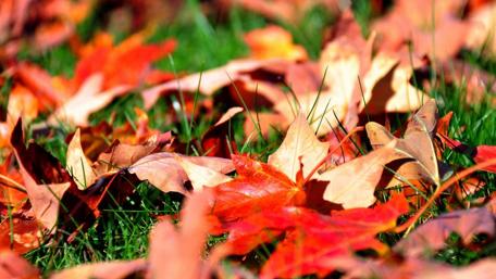 Autumn Leaves on Green Grass Ground wallpaper