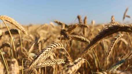 Golden Wheat Field Under Summer Sky wallpaper