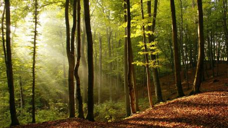 Enchanted Forest Under Sunlight Shadows wallpaper