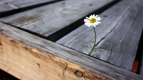 Delicate Bloom on Rustic Wood wallpaper