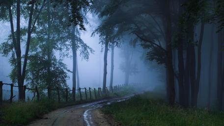 Misty Twilight Path Through Silent Woods wallpaper