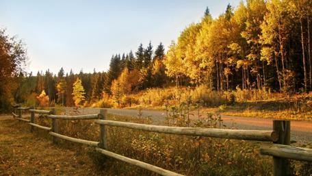 Golden Autumn Roadway through Serene Forests and Fences wallpaper