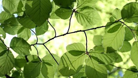 Lush Greenery Embracing Nature's Beauty wallpaper