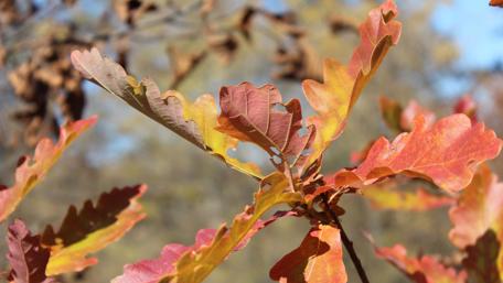 Autumn Leaves in Vibrant Colors for Nature Lovers wallpaper