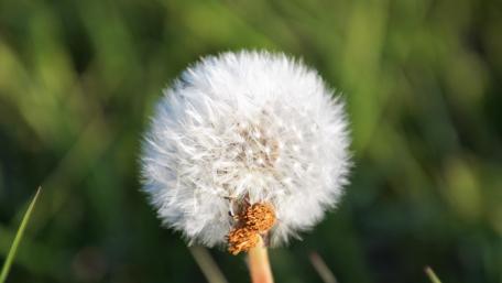 Delicate Dandelion in Focus wallpaper