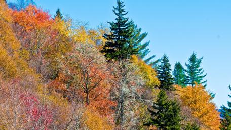 Autumn Serenity in Nature's Embrace wallpaper