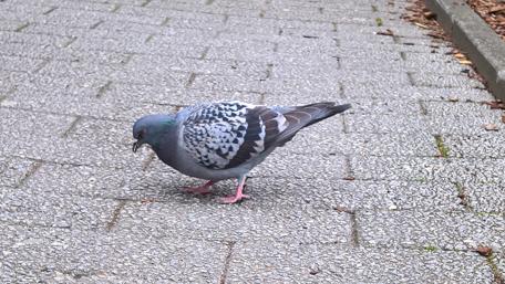 Pigeon foraging on a city sidewalk wallpaper