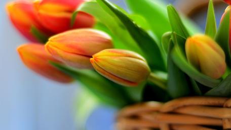 Springtime Tulip Bliss wallpaper