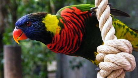 Vibrant Parrot Perched on a Rope wallpaper