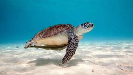 Gentle Turtle Gliding Through Clear Waters wallpaper