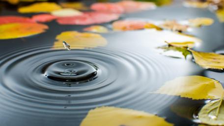 Autumn Reflections in a Single Drop wallpaper