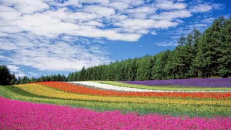 Vibrant Flower Fields of Hokkaido wallpaper