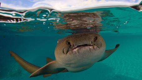 Majestic Shark Beneath the Waves wallpaper