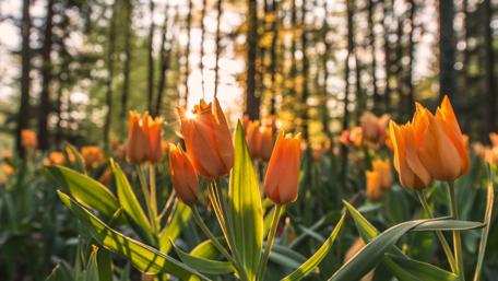 Radiant Orange Tulips in Sunlit Field wallpaper