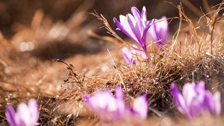 Spring Embrace of Purple Crocuses on Sunny Ground wallpaper