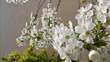Delicate White Blossoms in Full Bloom wallpaper