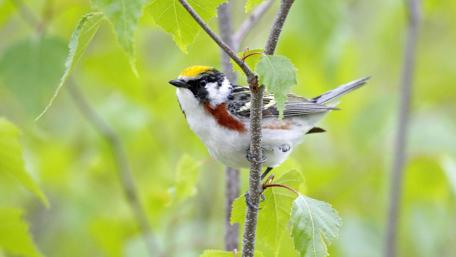 Colorful Bird on Nature's Twigs wallpaper