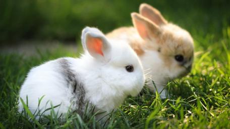 Tender Moments in the Grass wallpaper
