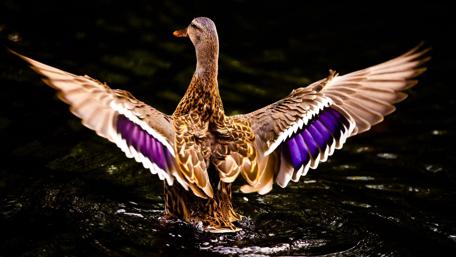 Dazzling Duck in Dark Waters wallpaper