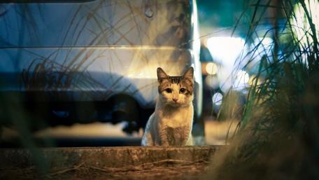 Serene Urban Cat at Night wallpaper