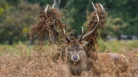 Majestic Buck in Natural Habitat wallpaper