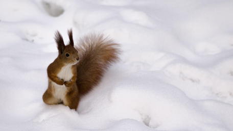 Winter Wonderland with a Cute Squirrel wallpaper