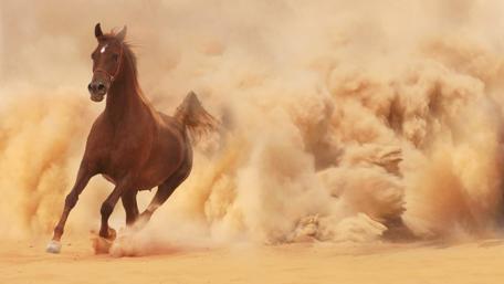 In Motion: Majestic Horse in Dust Storm wallpaper