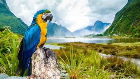 Vibrant Parrot Overlooking Misty Lake Valley wallpaper