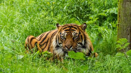 Majestic Tiger in Lush Green Grass wallpaper