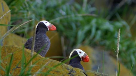 Vibrant Puffins in Their Natural Habitat wallpaper