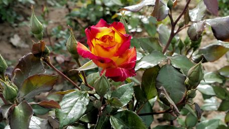 Vibrant Dual-Colored Rose in Bloom wallpaper