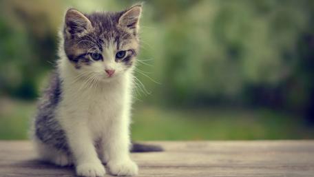 Adorable Kitten against a Soft Focus Background wallpaper