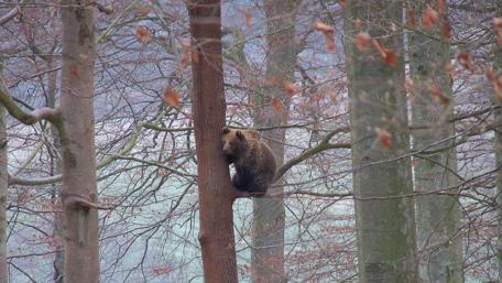 Bear in a Tranquil Forest Setting wallpaper